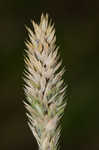 Carolina canarygrass